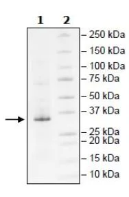 SDS-PAGE - Recombinant Human Lin28A protein (Tagged) (AB271598)