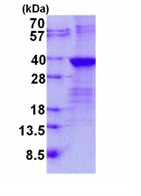 SDS-PAGE - Recombinant Human Lin28B protein (AB134596)