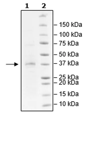SDS-PAGE - Recombinant Human Lin28B protein (Biotin) (DDDDK tag N-Terminus + Avi tag N-Terminus) (AB271601)