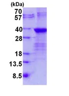 SDS-PAGE - Recombinant Human Lin28B protein (His tag N-Terminus) (AB134596)