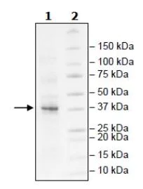 SDS-PAGE - Recombinant Human Lin28B protein (Tagged) (AB271600)