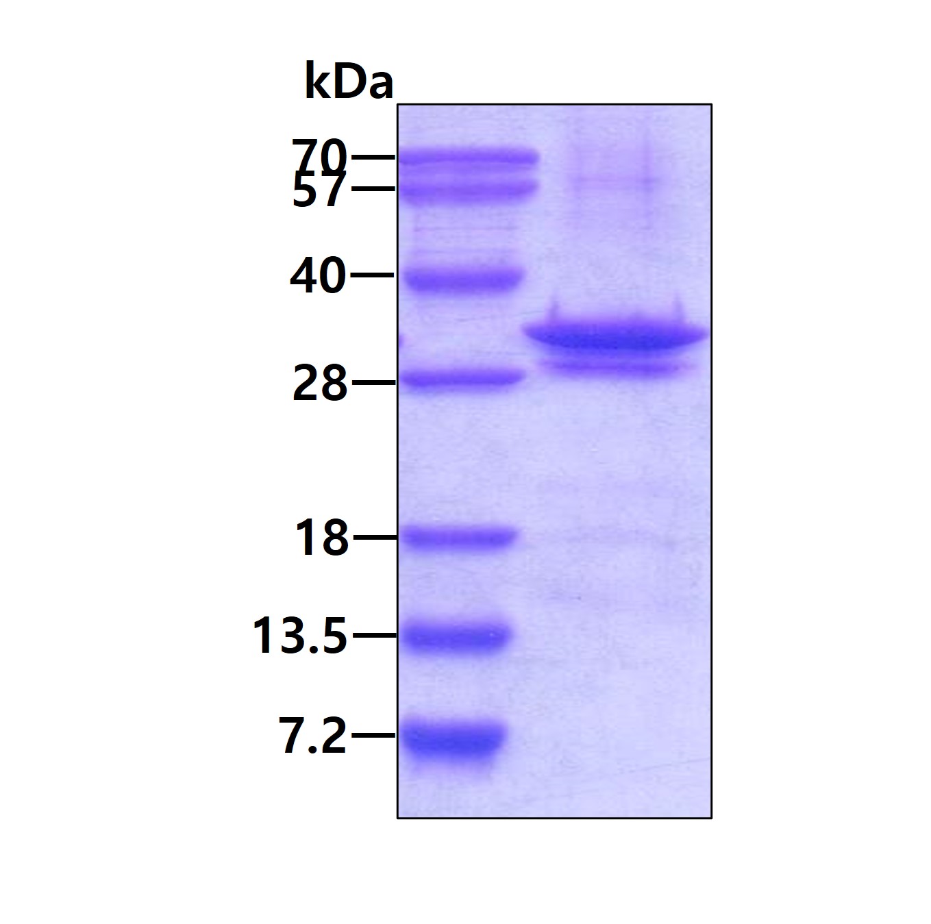 SDS-PAGE - Recombinant Human LIN7A protein (AB134591)