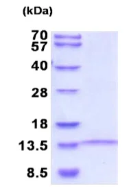 SDS-PAGE - Recombinant Human Lingo1 protein (denatured) (His tag N-Terminus) (AB202603)