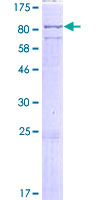 Recombinant Human LINGO2 protein