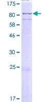SDS-PAGE - Recombinant Human LINGO2 protein (GST tag N-Terminus) (AB165693)