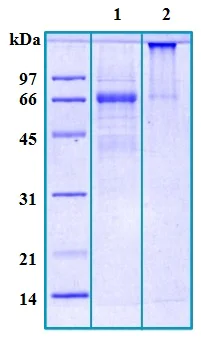 SDS-PAGE - Recombinant Human LIPG protein (AB188506)