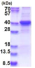 SDS-PAGE - Recombinant Human LIPG protein (denatured) (His tag N-Terminus) (AB180286)