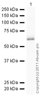 Recombinant Human Lipoamide Dehydrogenase protein
