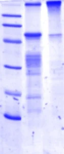 SDS-PAGE - Recombinant Human Lipoprotein lipase (AB115500)