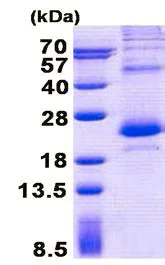SDS-PAGE - Recombinant Human LITAF protein (denatured) (AB150472)