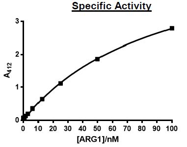 Recombinant human Liver Arginase protein (Active)