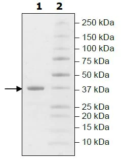 SDS-PAGE - Recombinant human Liver Arginase protein (Active) (AB271366)