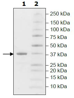 SDS-PAGE - Recombinant human Liver Arginase protein (Active) (His tag C-Terminus) (AB271366)