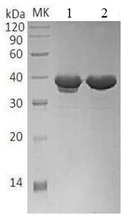 SDS-PAGE - Recombinant Human Liver Arginase protein (His tag) (AB215652)