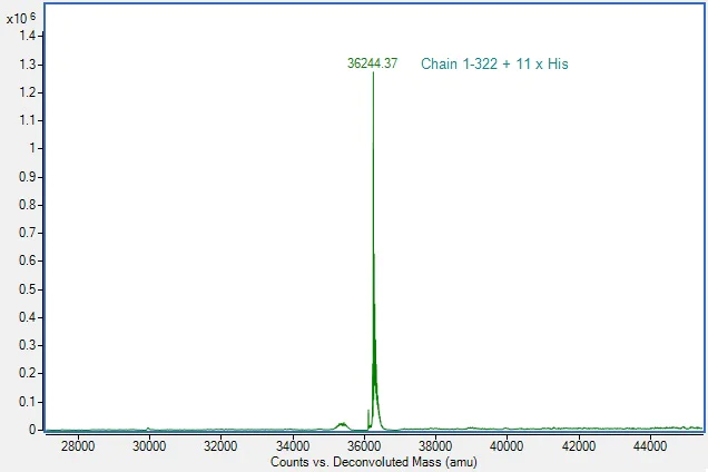 Mass Spectrometry - Recombinant Human Liver Arginase Protein (His tag) (AB307477)