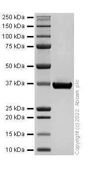 SDS-PAGE - Recombinant Human Liver Arginase Protein (His tag) (AB307477)