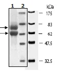 SDS-PAGE - Recombinant Human LKB1 + CAB39 + LYK5 protein (His tag N-Terminus, GST tag N-Terminus) (AB95249)