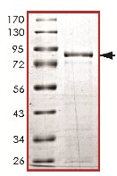 SDS-PAGE - Recombinant Human LKB1 protein (AB119736), expandable thumbnail