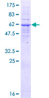 Recombinant Human LMAN2L protein