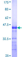 SDS-PAGE - Recombinant Human Lnx1 protein (GST tag N-Terminus) (AB164648)
