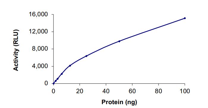 Recombinant human LOK protein (Active)
