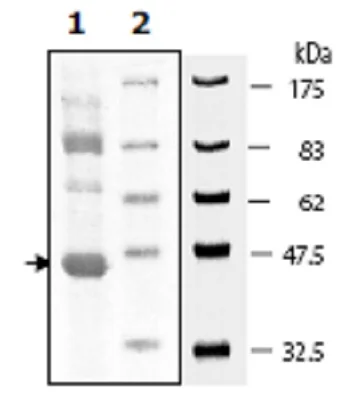 SDS-PAGE - Recombinant Human LOK protein (His tag N-Terminus) (AB271602)