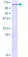 SDS-PAGE - Recombinant Human LONP1/Lon protein (GST tag N-Terminus) (AB160451)