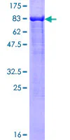 SDS-PAGE - Recombinant Human LONRF2 protein (GST tag N-Terminus) (AB165771)