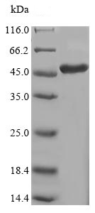 SDS-PAGE - Recombinant Human LOX protein (Tagged) (AB235570)