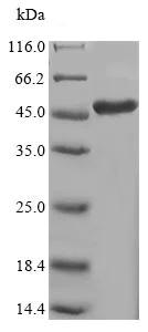 SDS-PAGE - Recombinant Human LOX protein (Tagged) (AB235570)