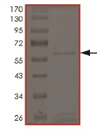 SDS-PAGE - Recombinant Human LOXL1 protein (AB172190)