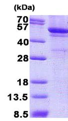 SDS-PAGE - Recombinant Human LPCAT1 protein (denatured) (His tag N-Terminus) (AB140540)