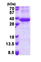 SDS-PAGE - Recombinant Human LRG1/LRG protein (denatured) (His tag N-Terminus) (AB171596)