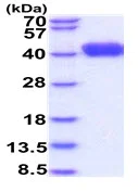 SDS-PAGE - Recombinant Human LRG1/LRG protein (His tag) (AB229522)