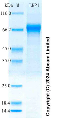 SDS-PAGE - Recombinant Human LRP1 Protein Standard (His tag) (AB323021)