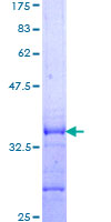 SDS-PAGE - Recombinant Human LRP1B protein (GST tag N-Terminus) (AB162688)