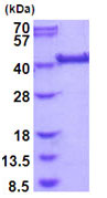 SDS-PAGE - Recombinant Human LRP2BP protein (AB202172)