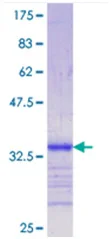 SDS-PAGE - Recombinant Human LRP5 protein (GST tag N-Terminus) (AB114399)