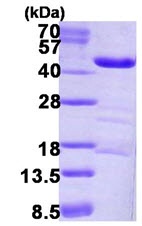 SDS-PAGE - Recombinant Human LRPAP1 protein (AB123156), expandable thumbnail