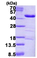 SDS-PAGE - Recombinant Human LRPAP1 protein (His tag N-Terminus) (AB123156)