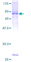 SDS-PAGE - Recombinant Human LRRC17 protein (GST tag N-Terminus) (AB160894)