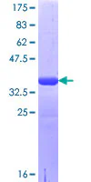 SDS-PAGE - Recombinant Human LRRC8A protein (GST tag N-Terminus) (AB163372)