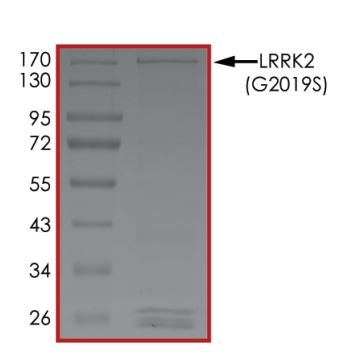 SDS-PAGE - Recombinant human LRRK2 (mutated G2019S) protein (Active) (AB268733), expandable thumbnail