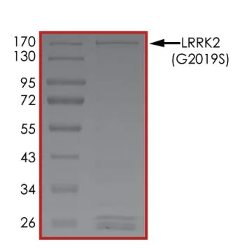 SDS-PAGE - Recombinant human LRRK2 (mutated G2019S) protein (Active) (AB268733)