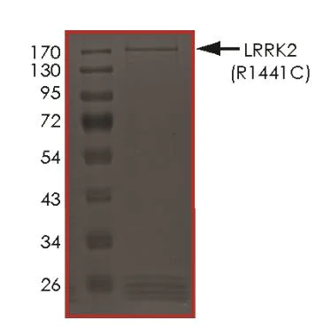SDS-PAGE - Recombinant human LRRK2 (mutated R1441C) protein (Active) (AB268736)