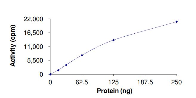 Functional Studies - Recombinant human LRRK2 (mutated Y1699C) protein (Active) (AB268738), expandable thumbnail