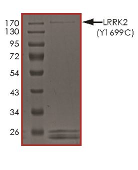 SDS-PAGE - Recombinant human LRRK2 (mutated Y1699C) protein (Active) (AB268738), expandable thumbnail