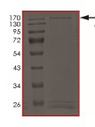 Recombinant human LRRK2 (mutated Y1699G) protein
