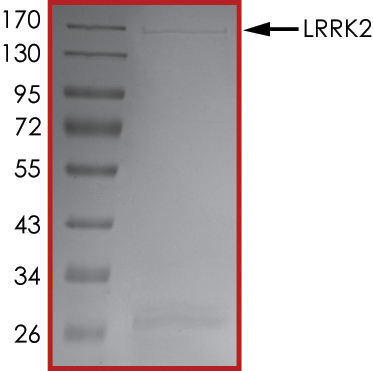 SDS-PAGE - Recombinant human LRRK2 protein (AB177261), expandable thumbnail