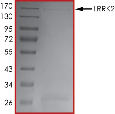 SDS-PAGE - Recombinant human LRRK2 protein (AB177261)